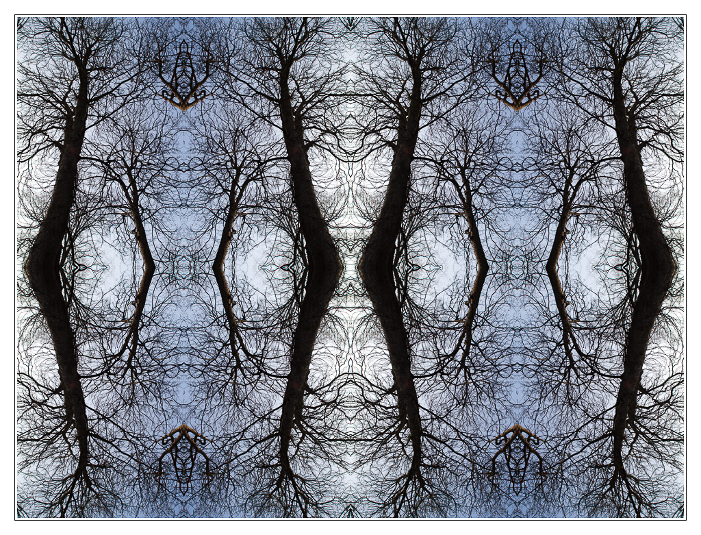 San Francisco - arbres02 