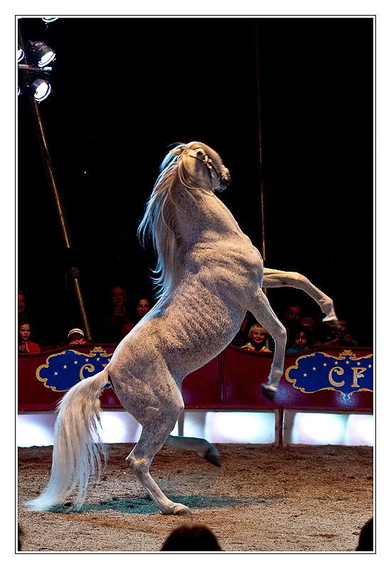 San Francisco - cirque11 