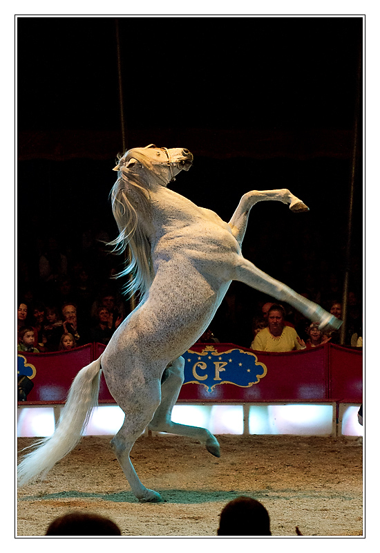 San Francisco - cirque13 