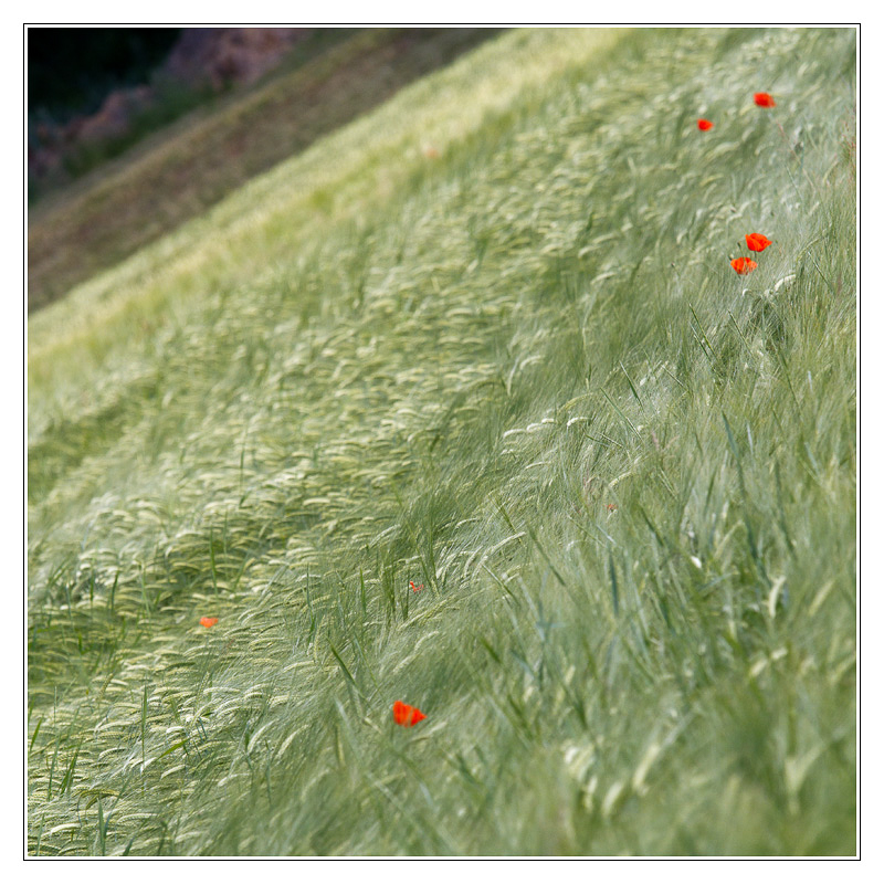 San Francisco - coquelicot 