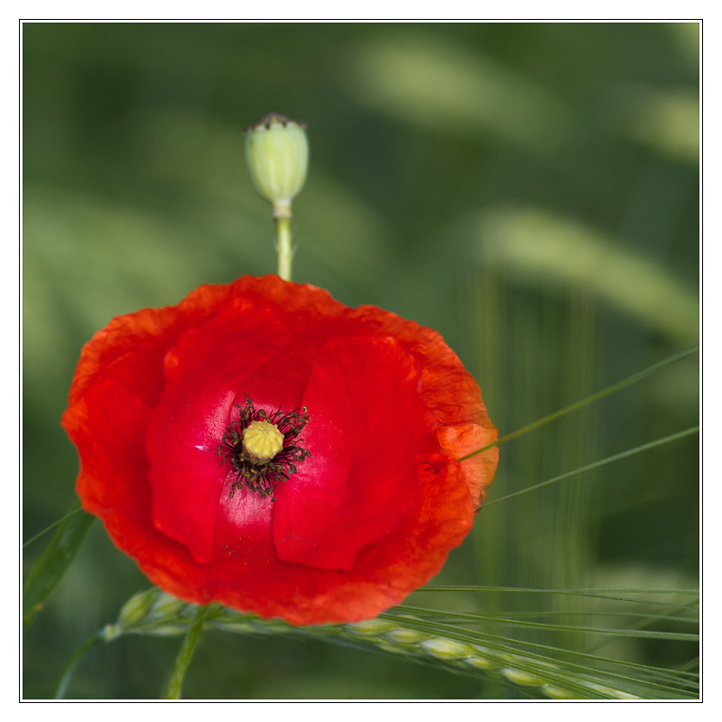 San Francisco - coquelicot02 