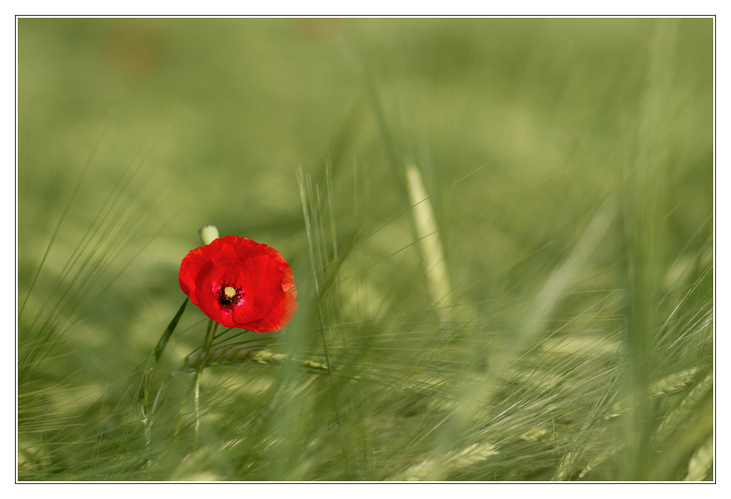 San Francisco - coquelicot03 