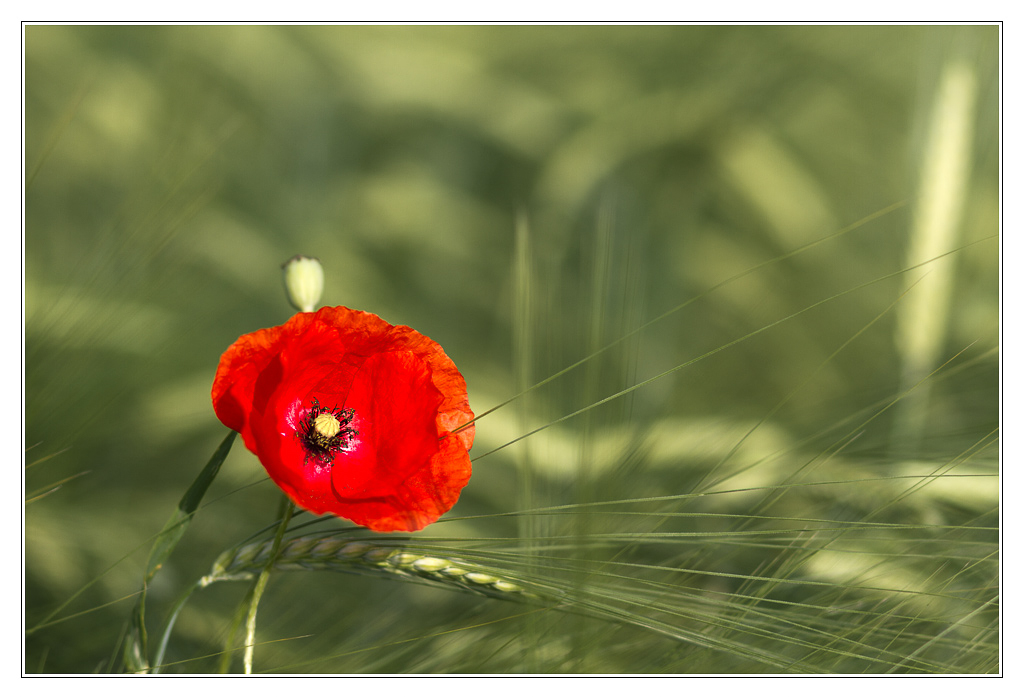 San Francisco - coquelicot04 