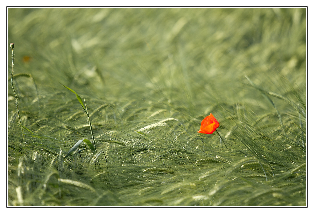San Francisco - coquelicot05 