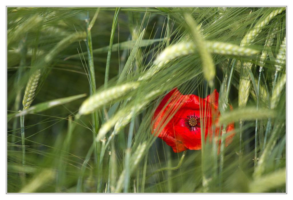 San Francisco - coquelicot06 