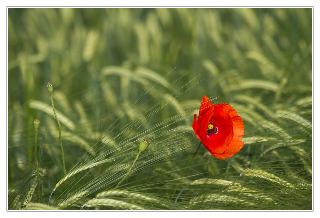 San Francisco - coquelicot07 