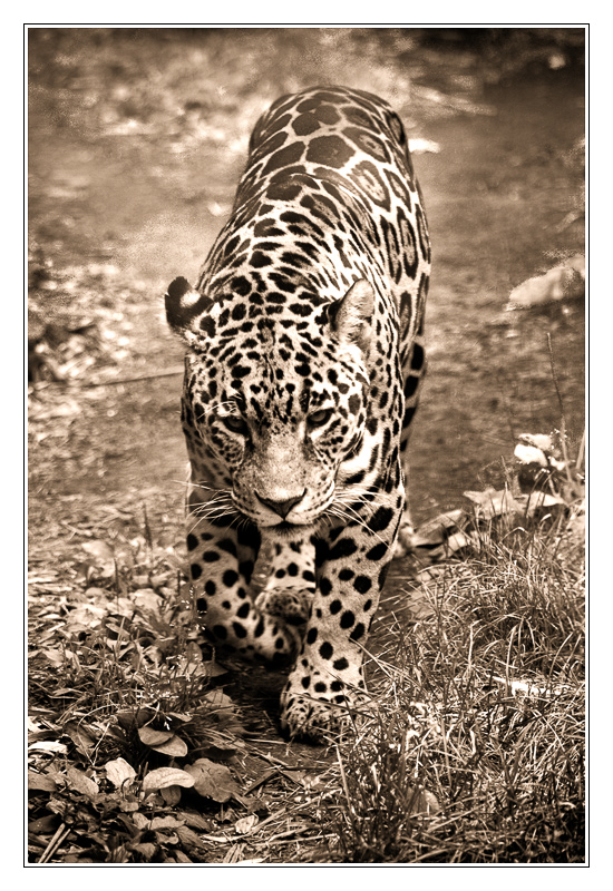 San Francisco - leopard 