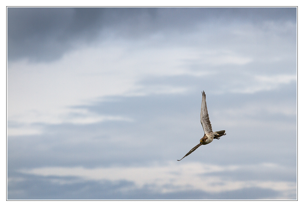 San Francisco - oiseau11 