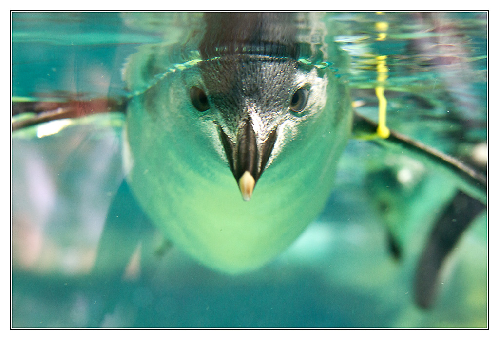 San Francisco - pinguin01 