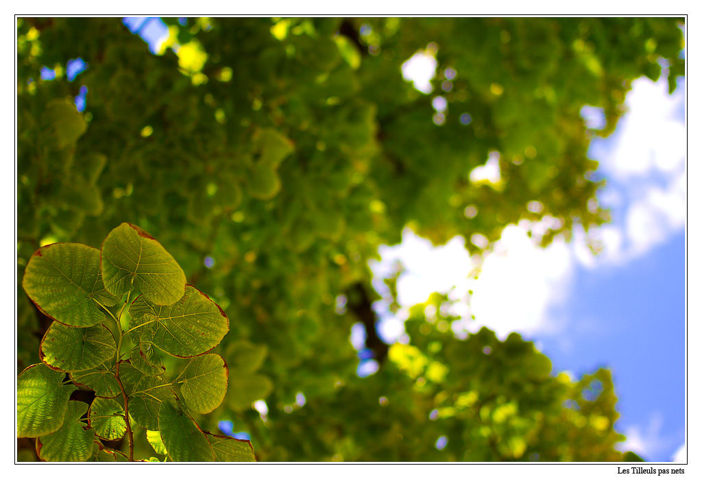 San Francisco - tilleul_02 