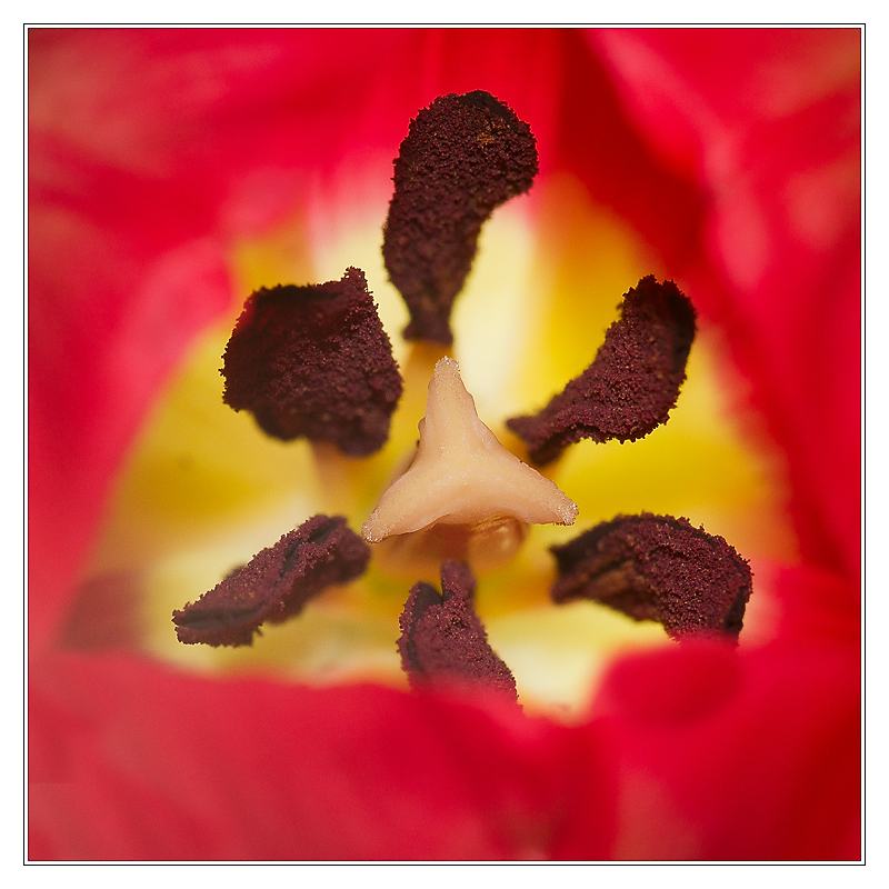 San Francisco - tulipe01 
