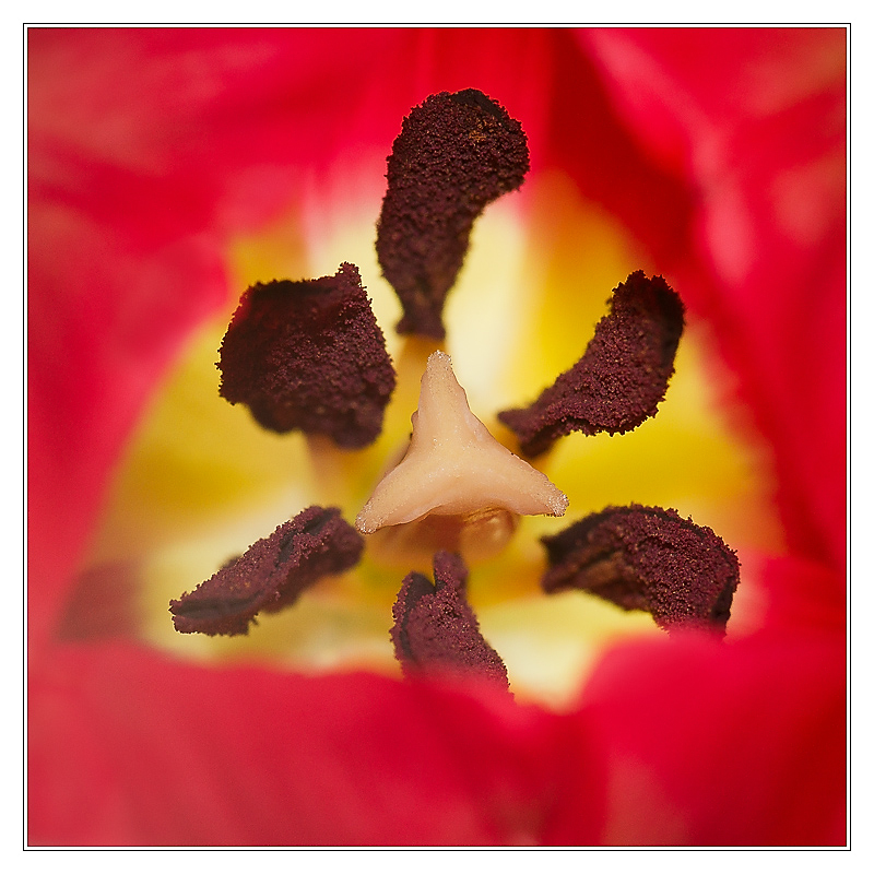 San Francisco - tulipe03 