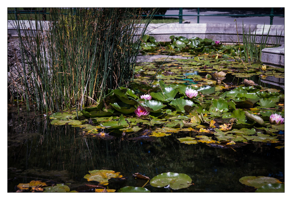 http://fredetsev.eu/imagespourblog/apnmaman_zoo_vienne_fleurlotus.jpg