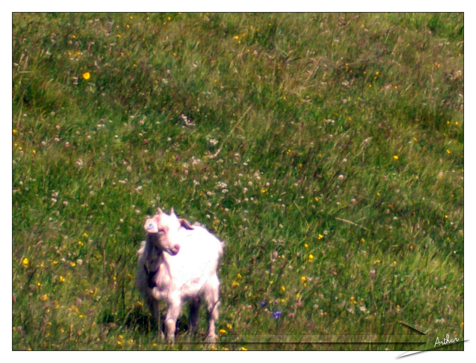 http://fredetsev.eu/imagespourblog/byarthur/grossglockener_chevre.jpg