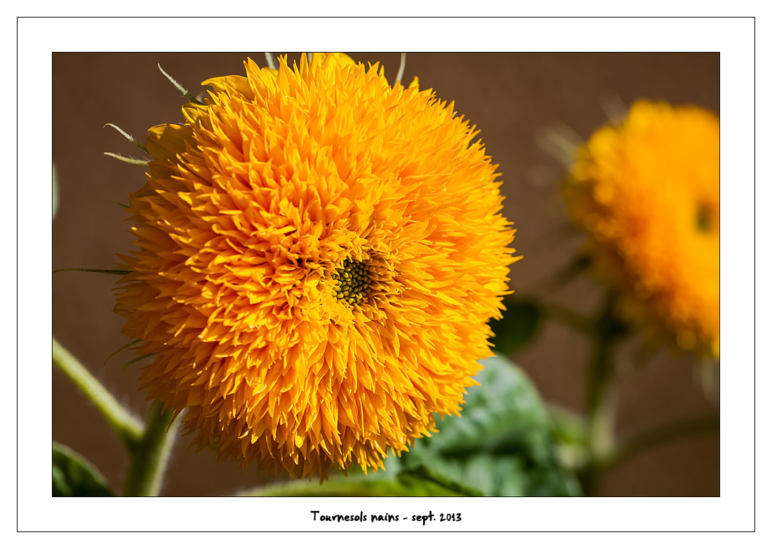 http://fredetsev.eu/imagespourblog/fleursterrasse/tournesols_nains_01.jpg