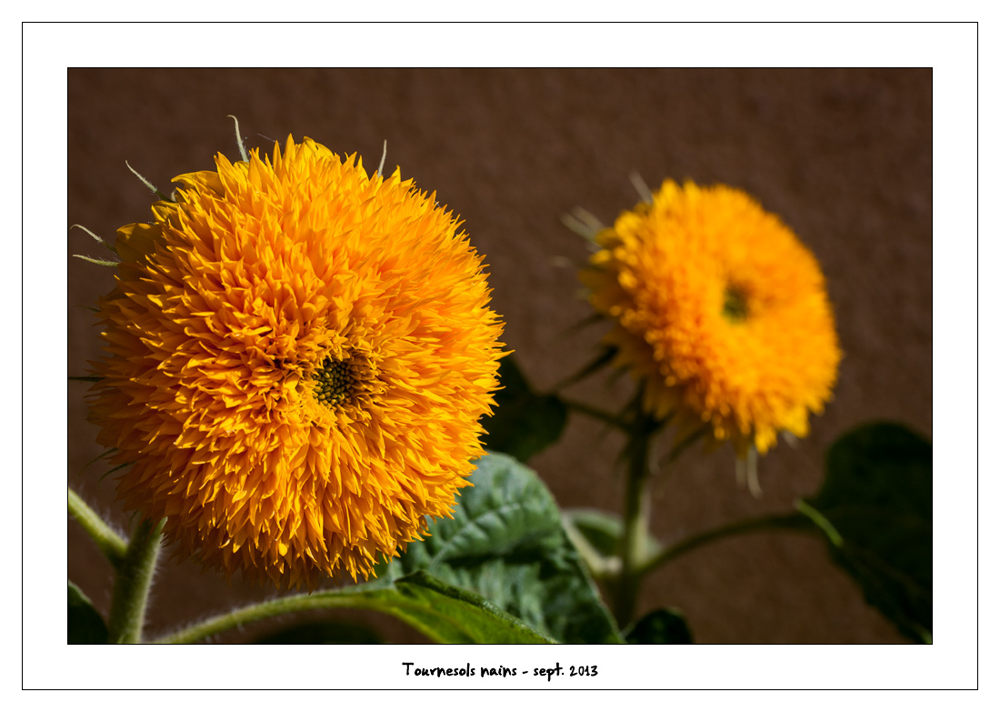 http://fredetsev.eu/imagespourblog/fleursterrasse/tournesols_nains_02.jpg