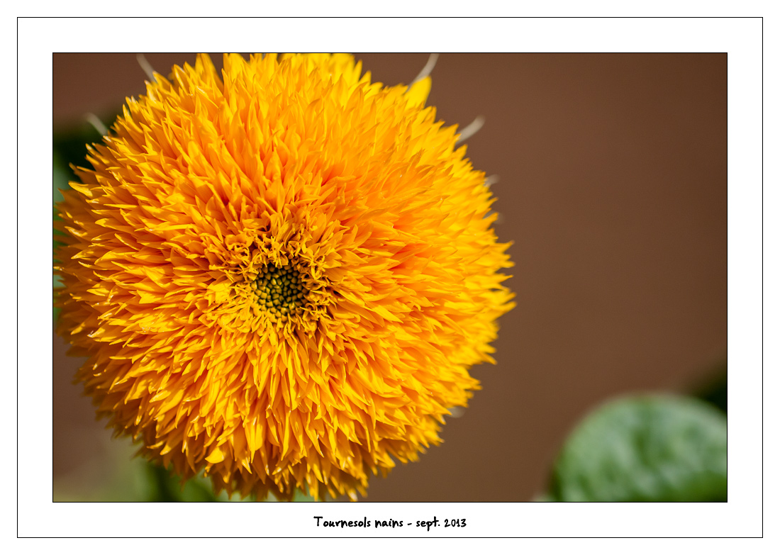 http://fredetsev.eu/imagespourblog/fleursterrasse/tournesols_nains_03.jpg
