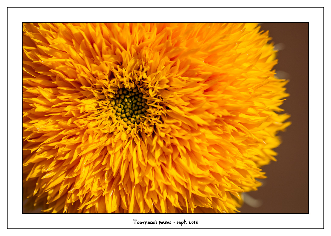 http://fredetsev.eu/imagespourblog/fleursterrasse/tournesols_nains_04.jpg