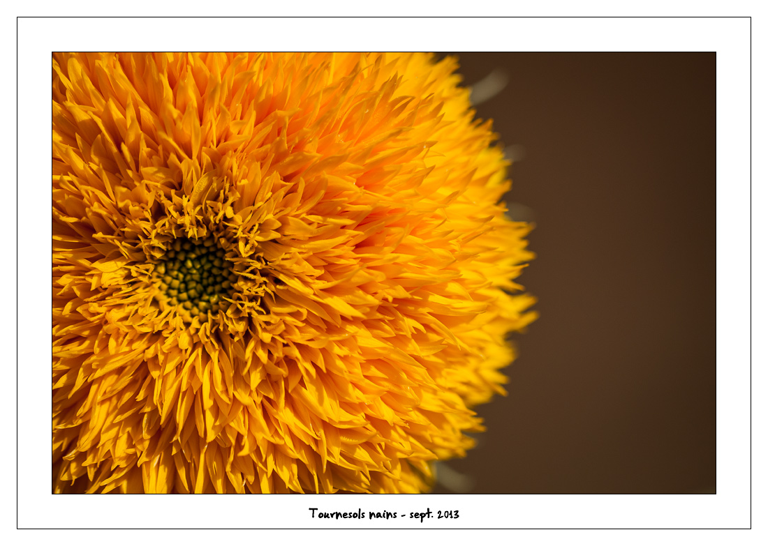 http://fredetsev.eu/imagespourblog/fleursterrasse/tournesols_nains_05.jpg