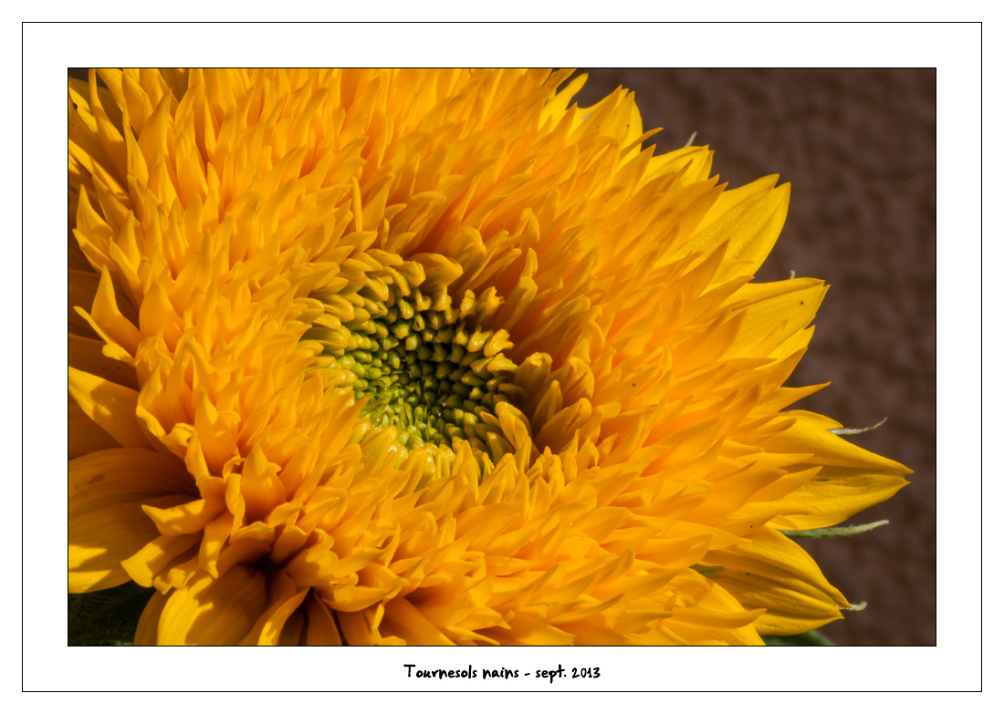 http://fredetsev.eu/imagespourblog/fleursterrasse/tournesols_nains_06.jpg