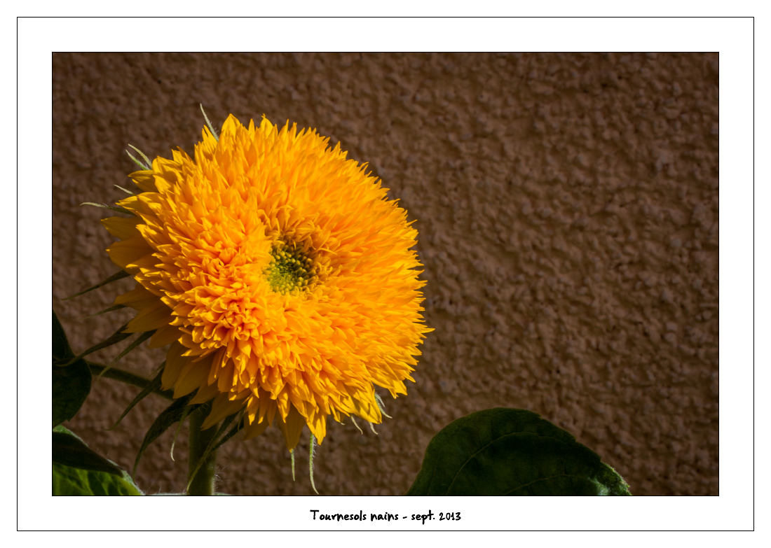 http://fredetsev.eu/imagespourblog/fleursterrasse/tournesols_nains_07.jpg