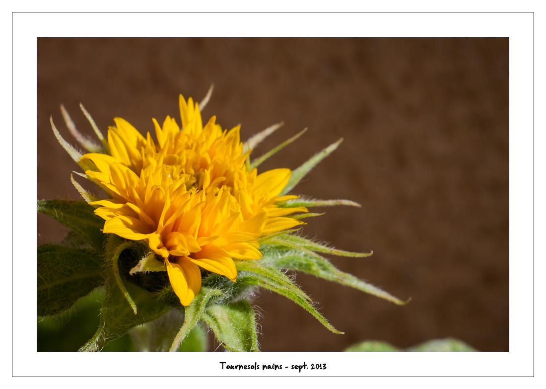http://fredetsev.eu/imagespourblog/fleursterrasse/tournesols_nains_08.jpg