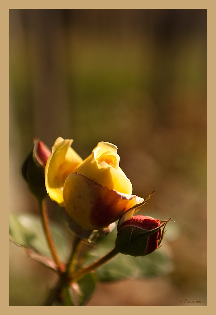 http://fredetsev.eu/imagespourblog/rose_jaune.jpg