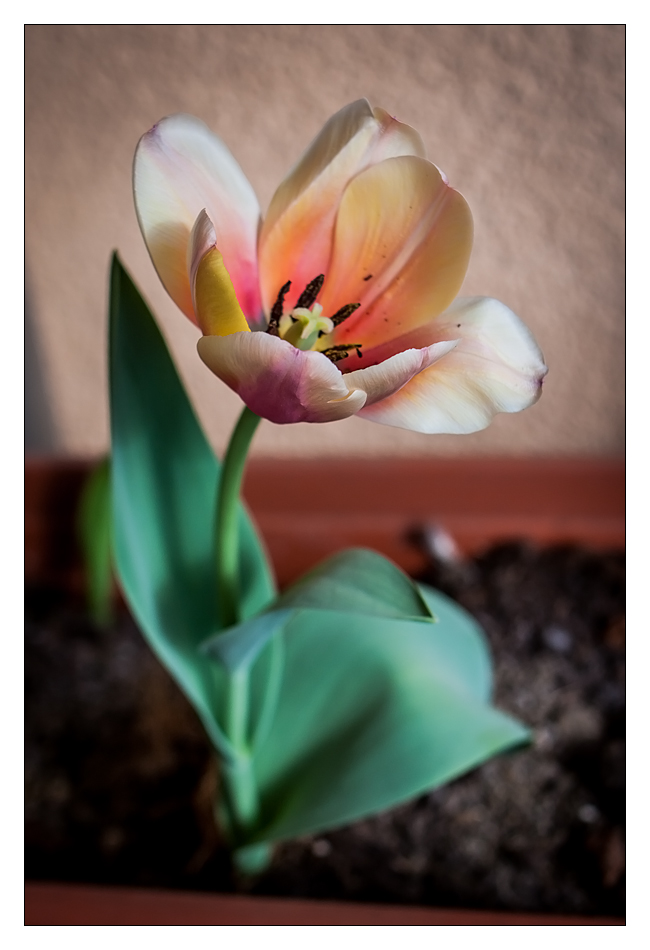 http://fredetsev.eu/imagespourblog/tulipe_printemps_2013_01.jpg